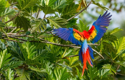 Ein farbenfroher Ara auf einem Baum in Costa Rica. Foto: depositphotos.com